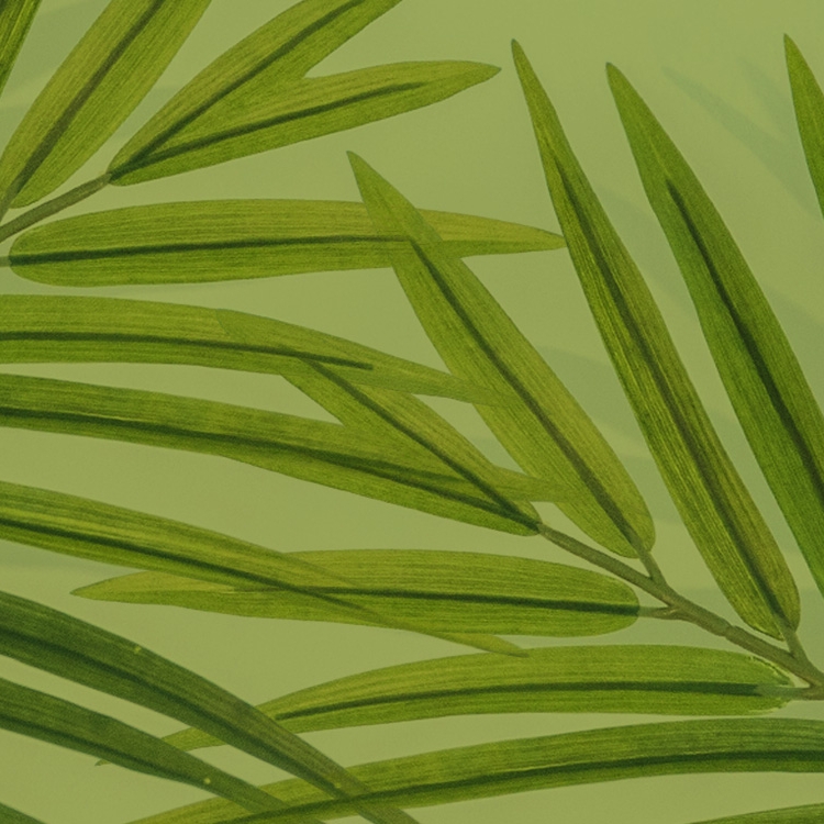 palm leaves