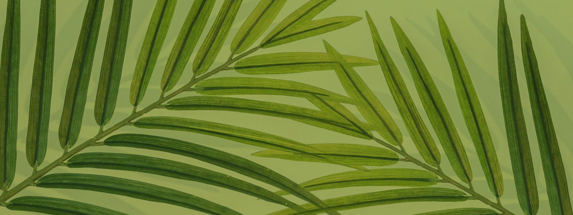 Green palm leaves
