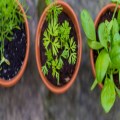 Plant Sale